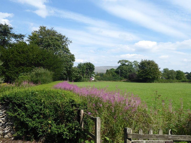 Rosebay Willowherb