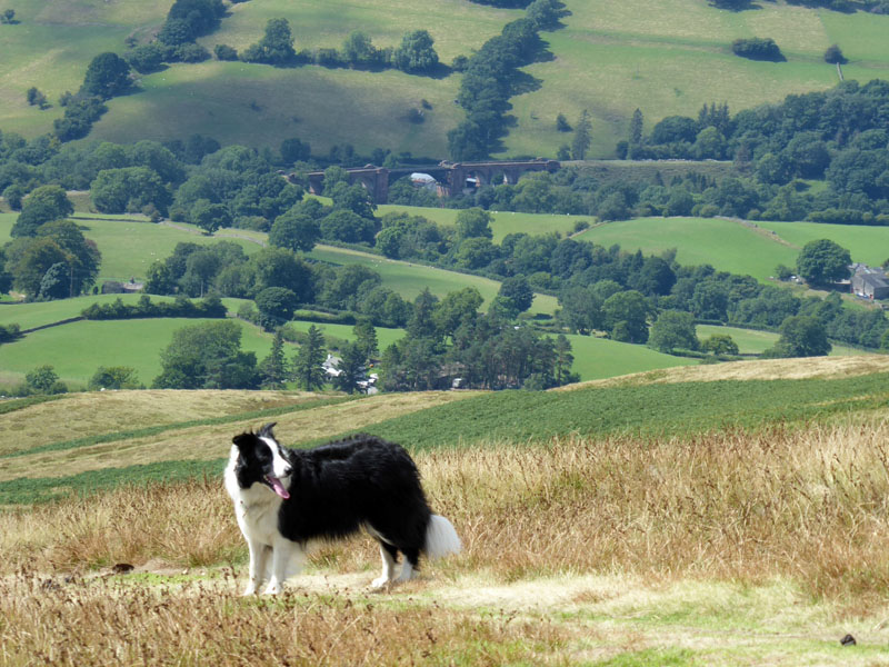 Molly the Collie