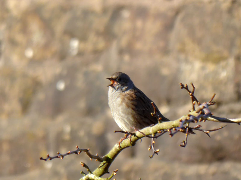 Dunnock