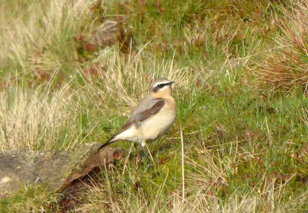 Wheatear