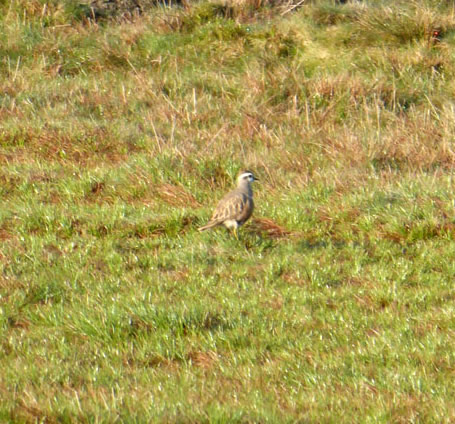 Dotterel