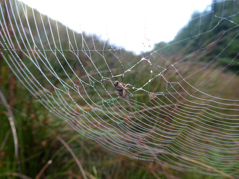 Spider Web