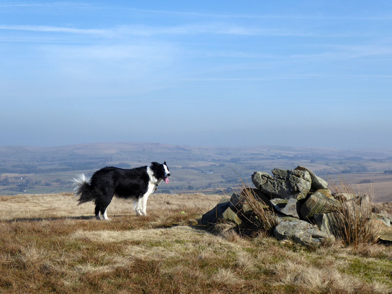Molly on Jeffrey's Mount