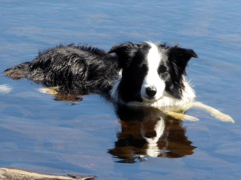 Molly Dock Tarn