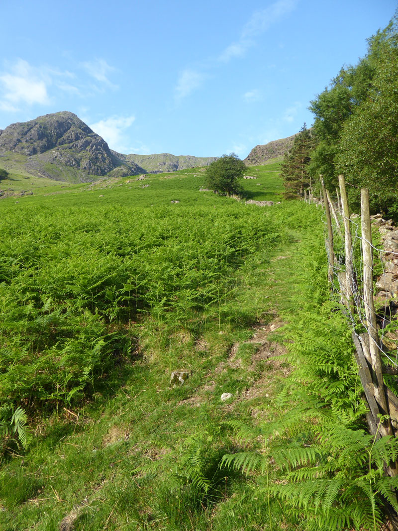Horse Close