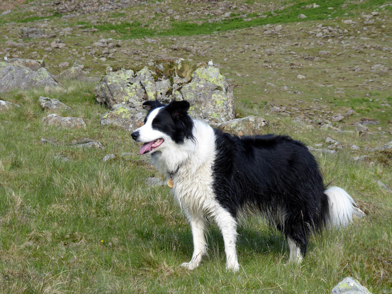 Molly the Collie