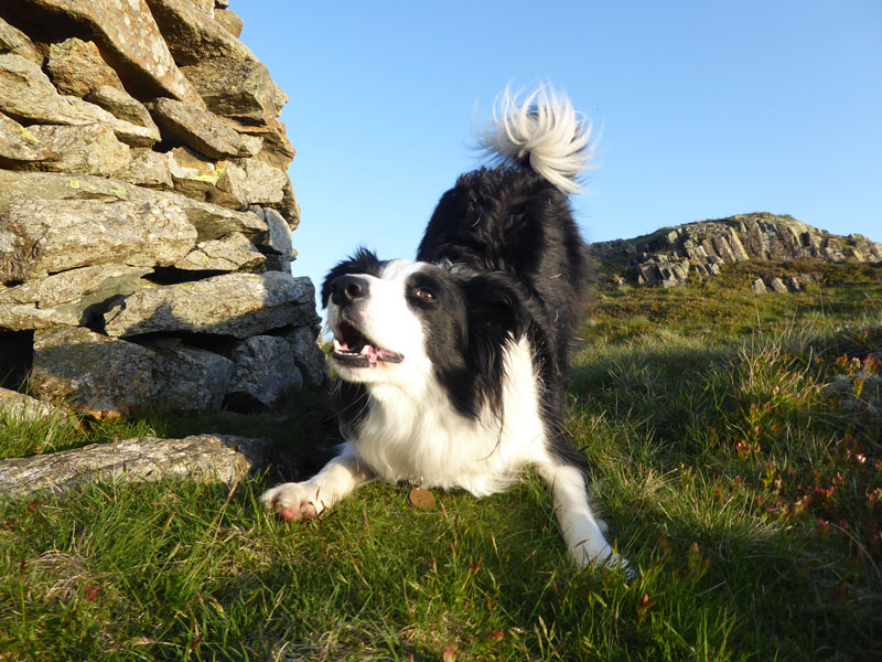 Molly The Collie