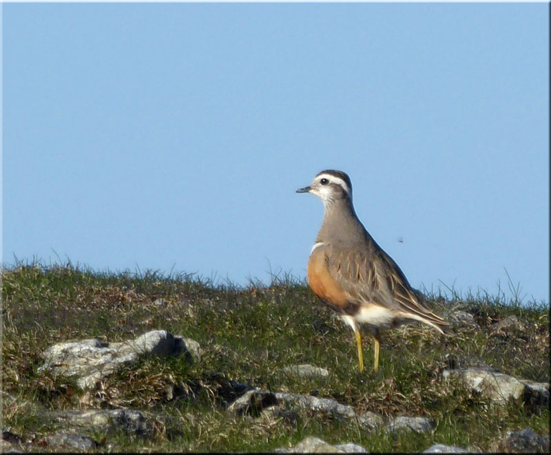 Dotterel