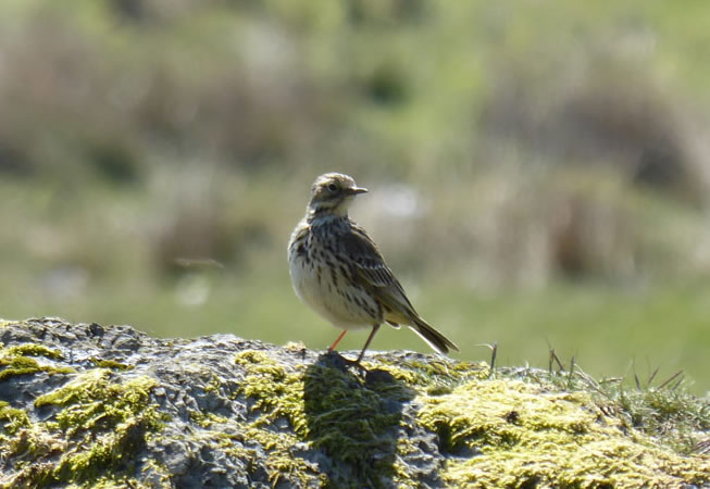 Meadow Pipit