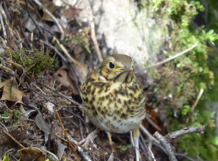 Song Thrush