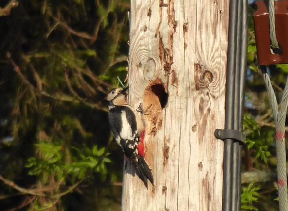 Woodpecker