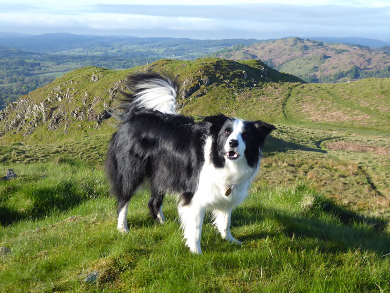 Molly the Collie