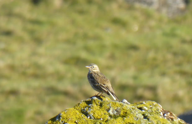 Pipit