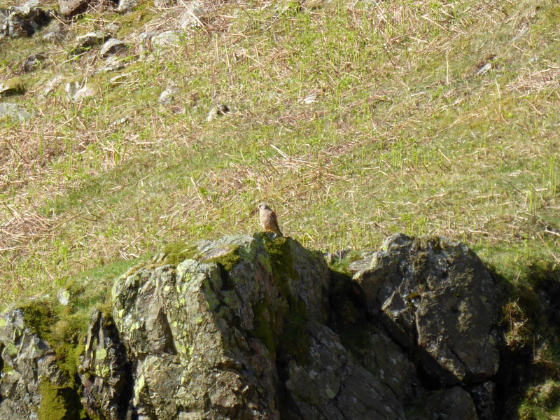 Kestrel