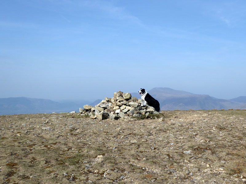 Watson's Dodd Summit