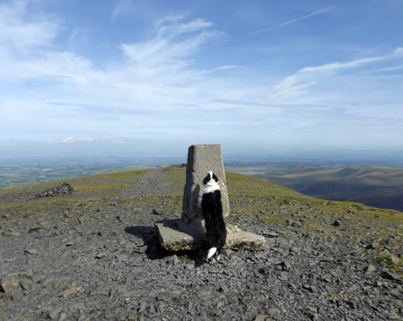 Molly on top Skiddaw