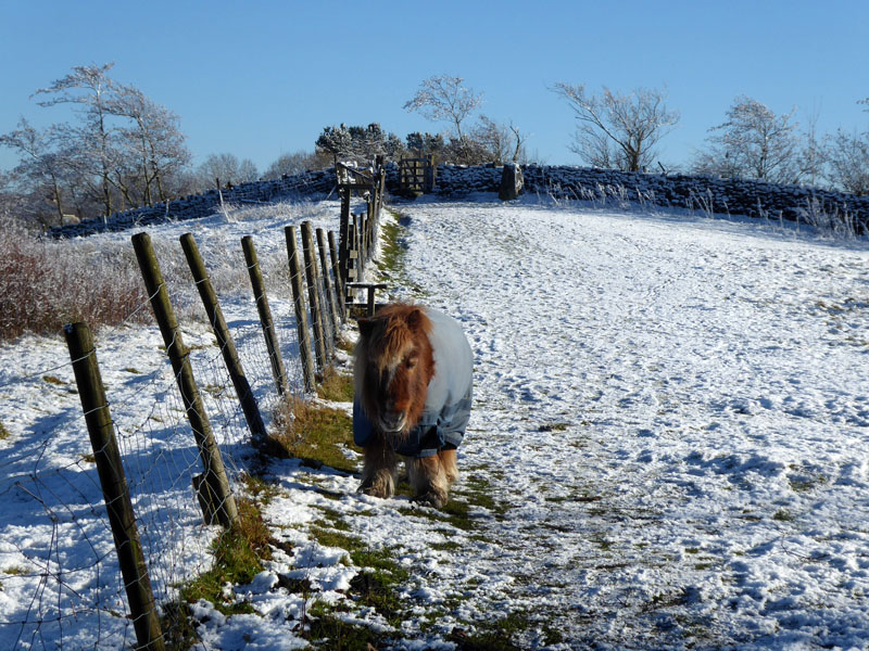 Shetland Pony