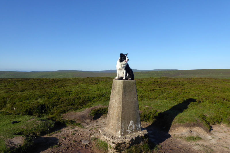 Molly The Collie