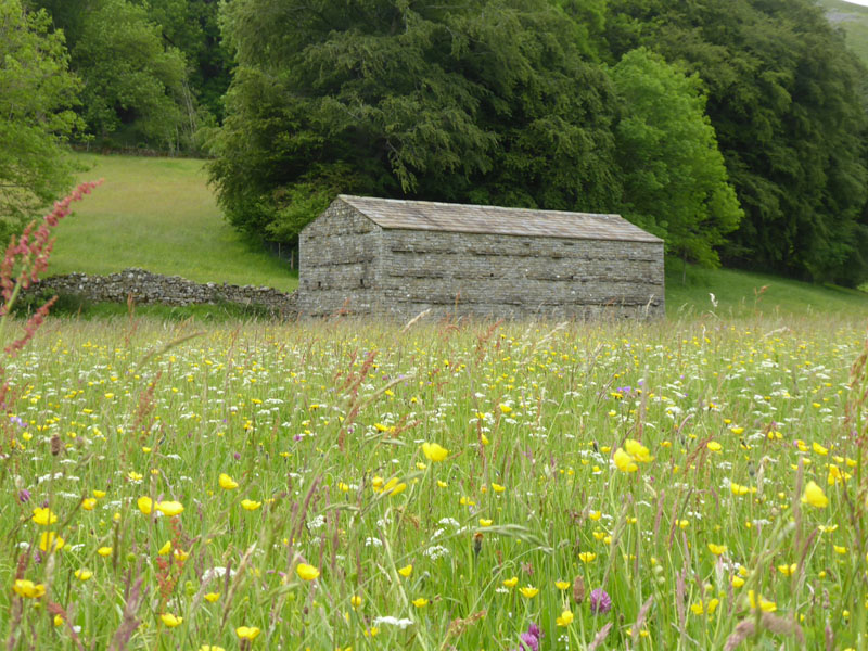 Muker Meadows