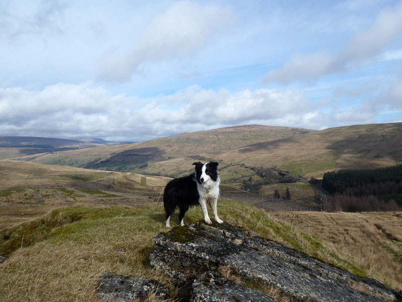 Molly the Collie
