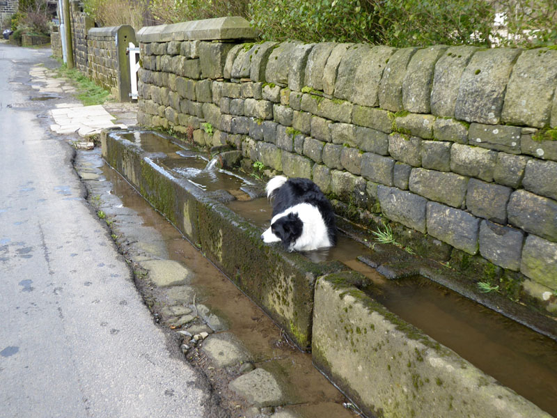 Mankinholes Dog Baths