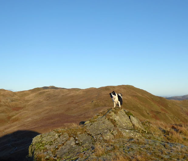 Molly the Collie