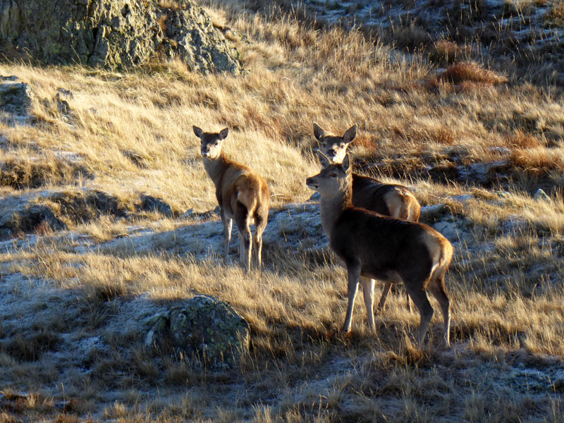 Three Deer