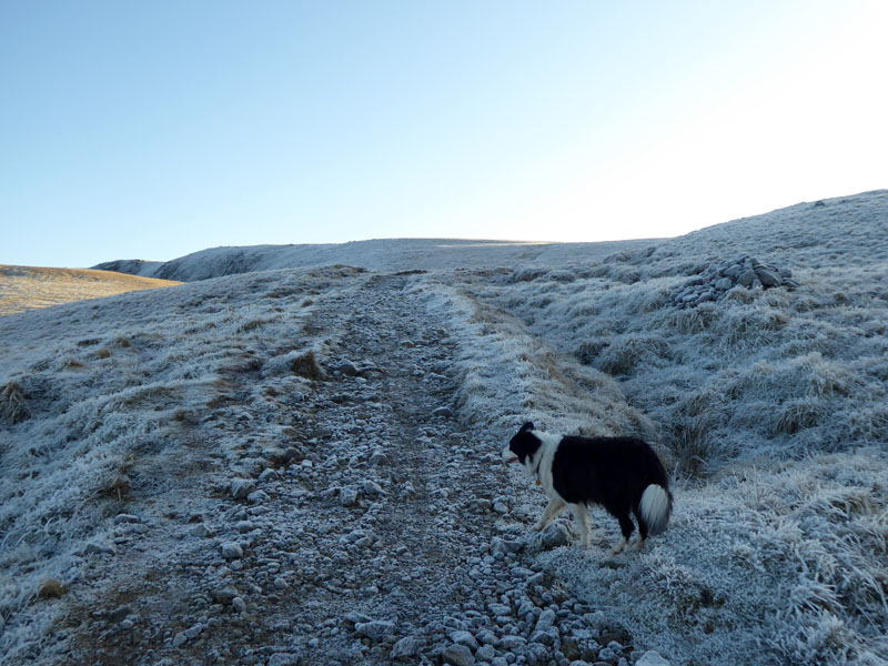 Frozen Landscape