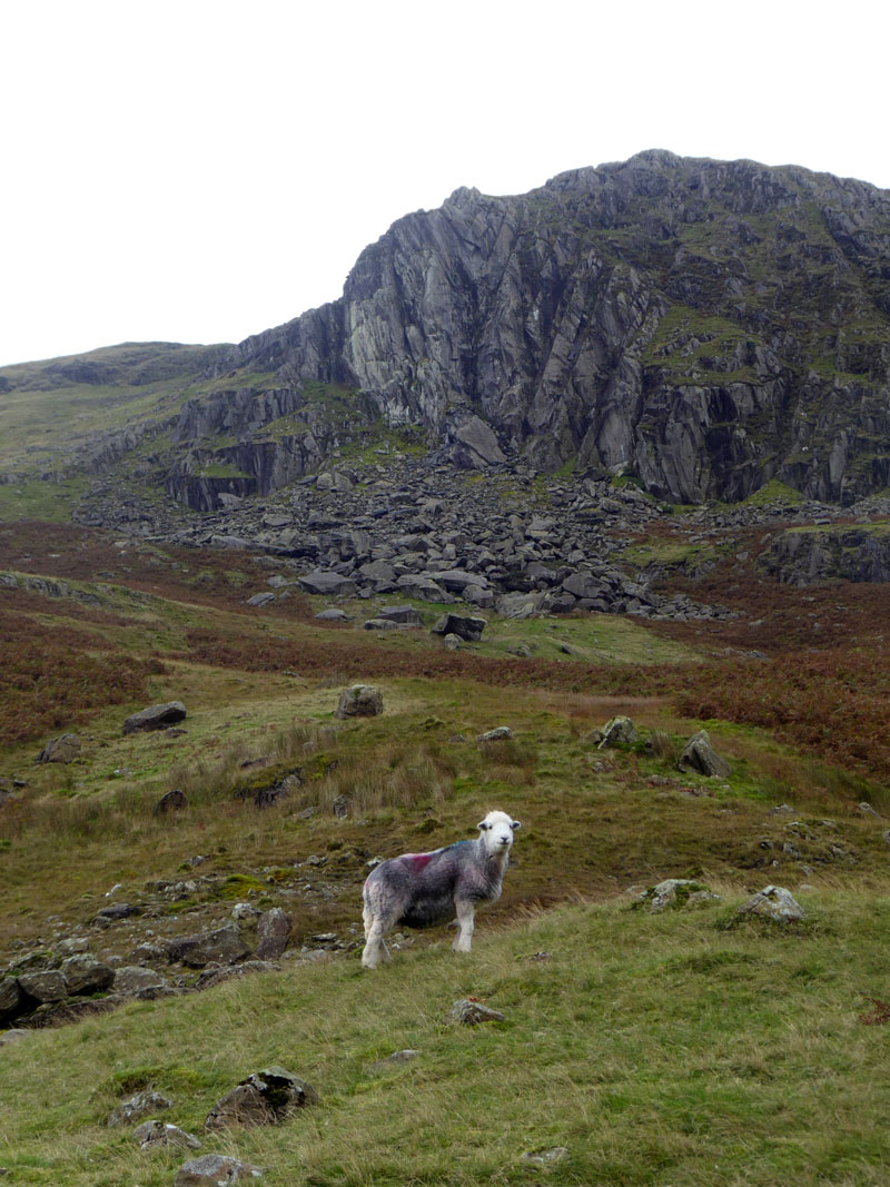 Deer Bield Crag