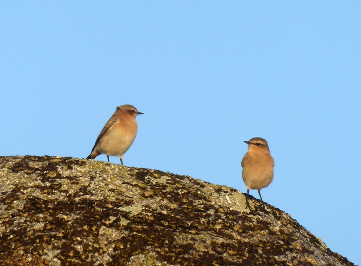 Wheatear