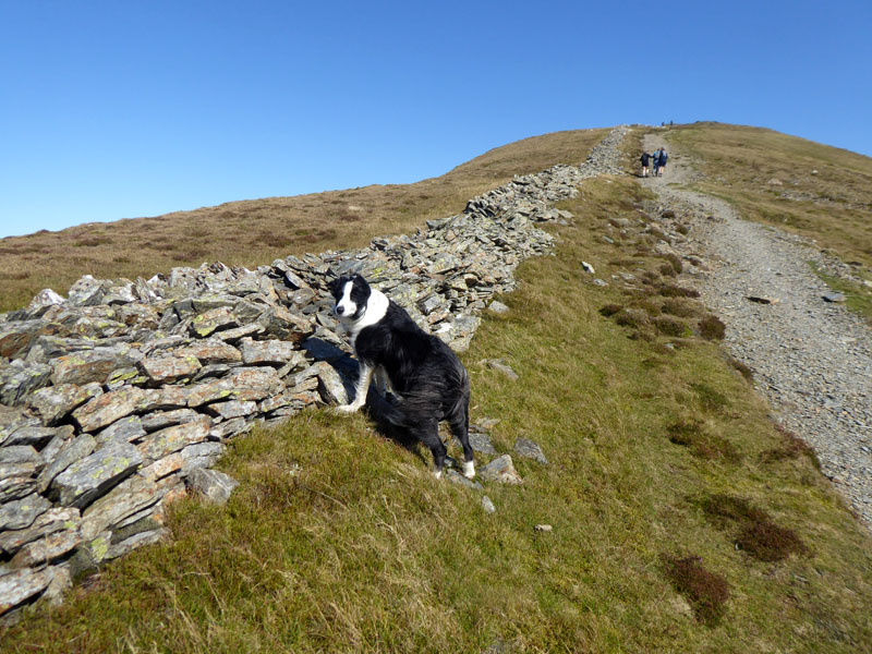 Molly the Collie