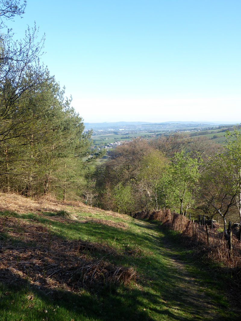 Buckley Wood