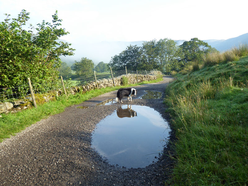 Molly puddle