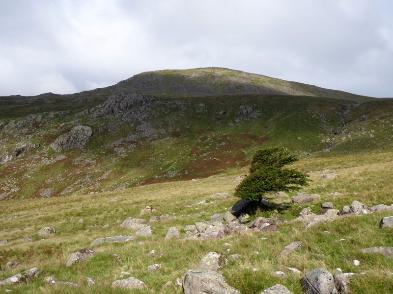 Upland Tree