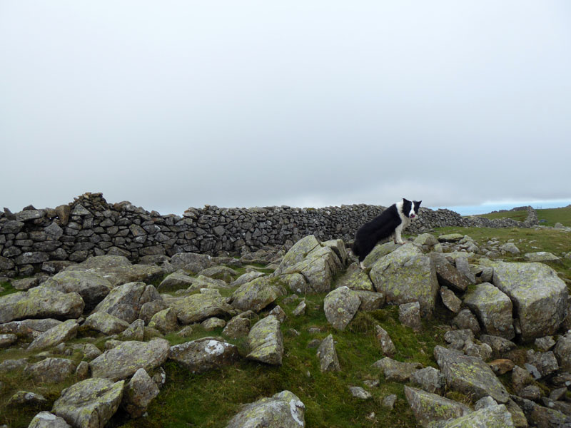 Scoat Fell Molly