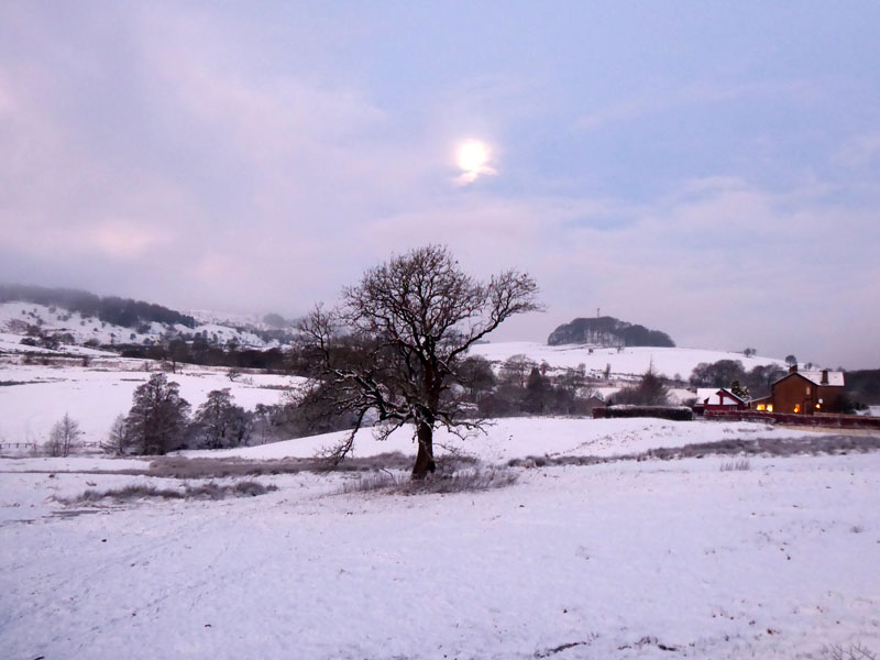 Moon Tree