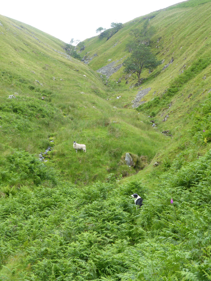 Dodd Gill