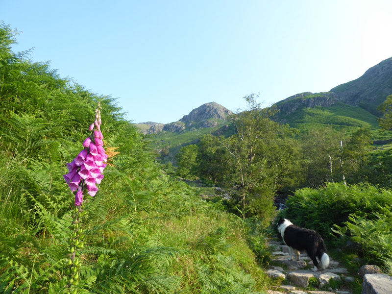 Stickle Gill