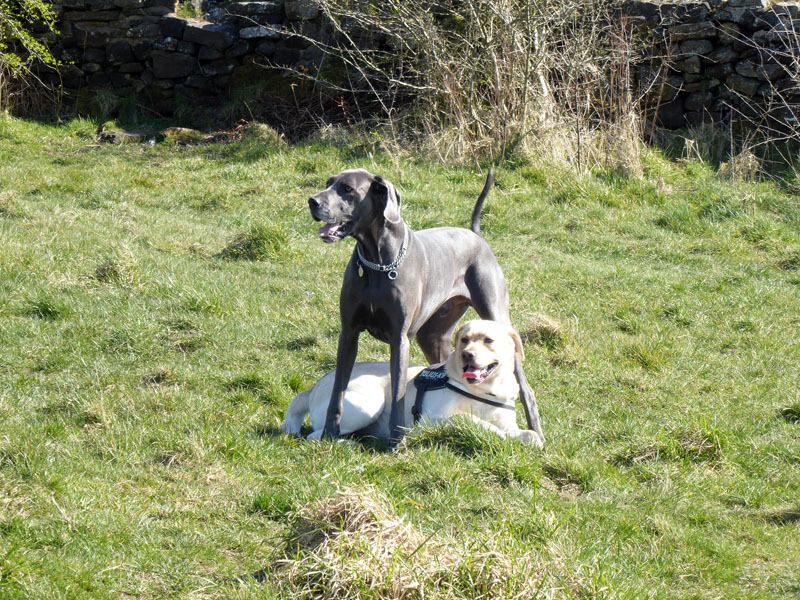 Rupert and Alfie