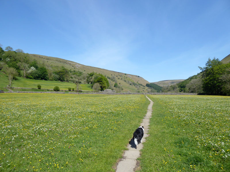 Muker Meadows