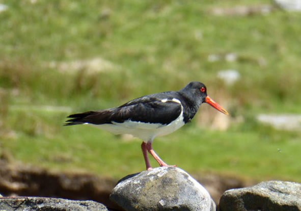 Oyster Catcher