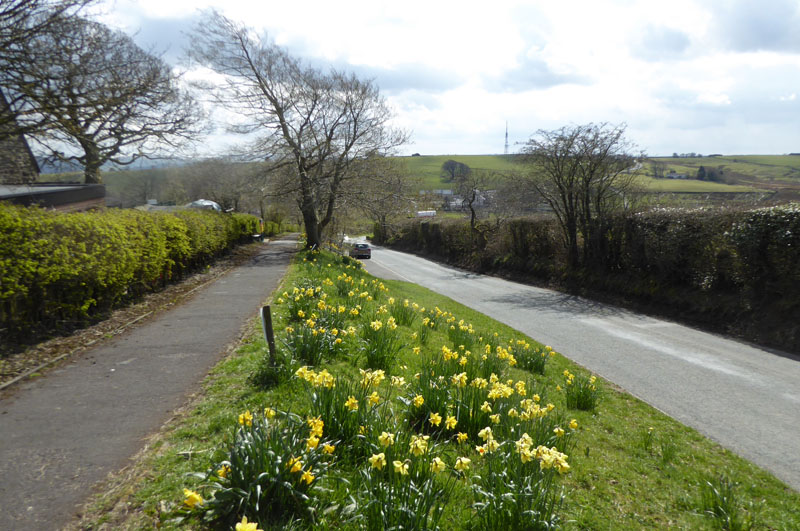 Newchurch Daffodils