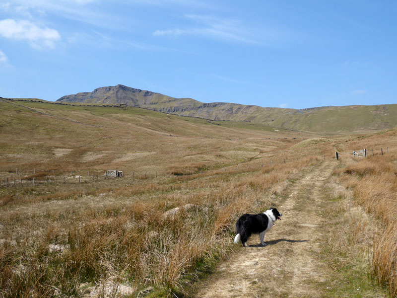 Molly the Collie