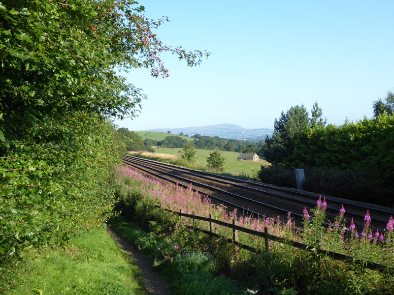 Railway Flowers