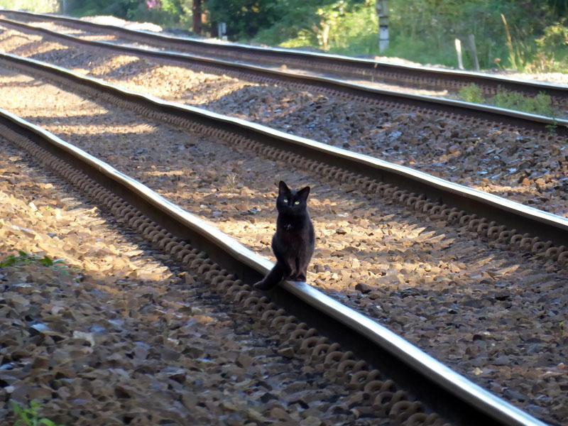 Black Cat