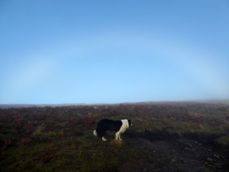 Fog Bow