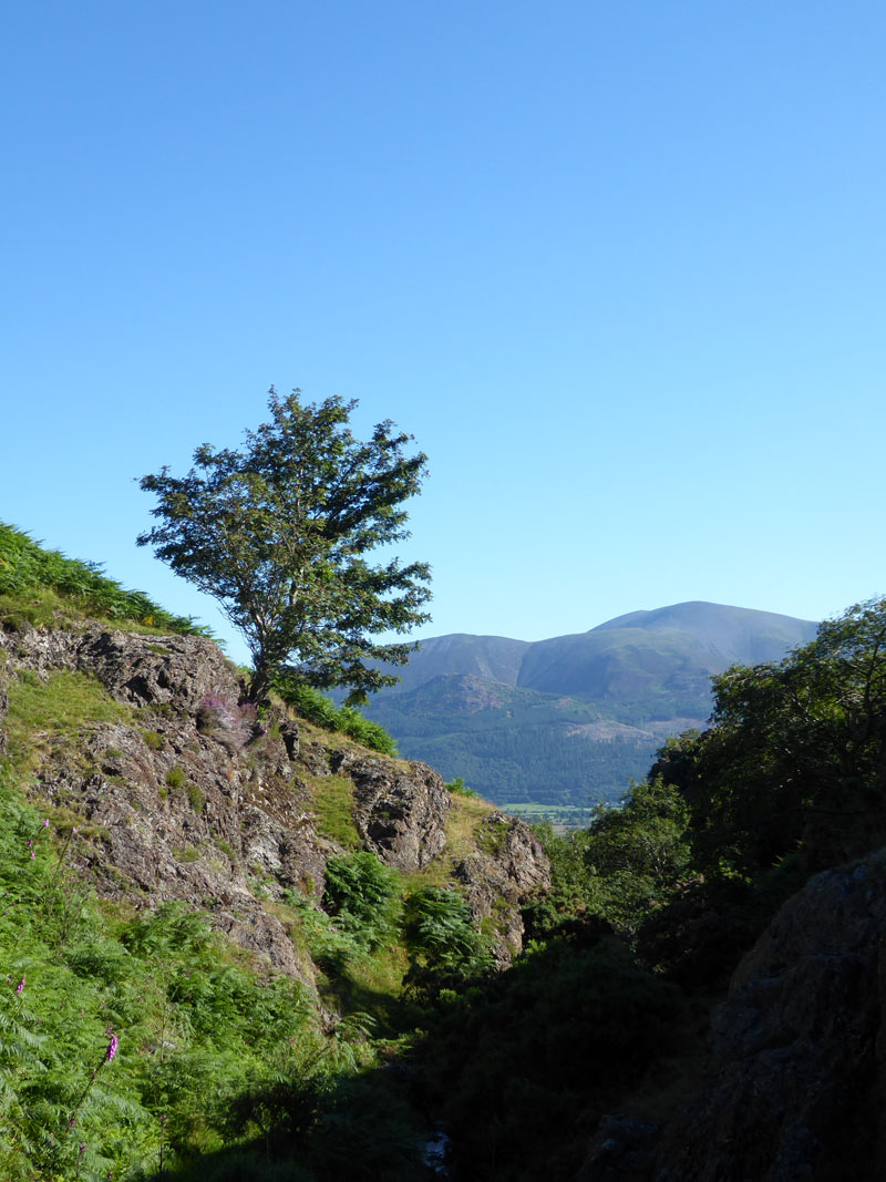 Skiddaw from Barrow Gill