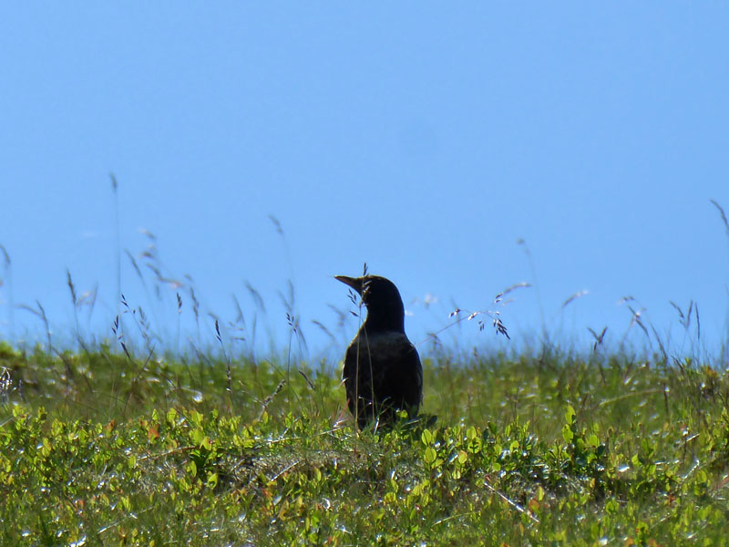 Ring Ouzel