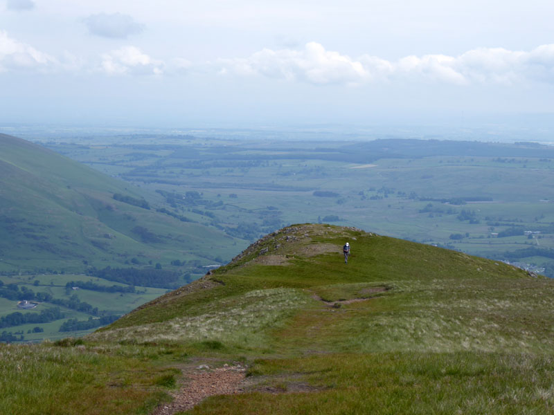 White Pike