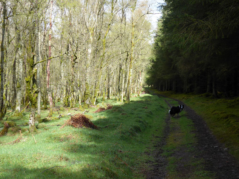 Mixed woodland